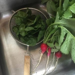 home-grown spinach and radishes