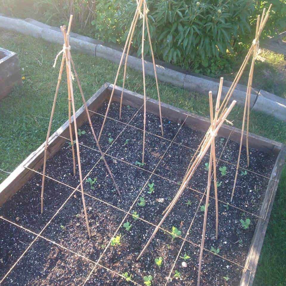 square foot gardening peas