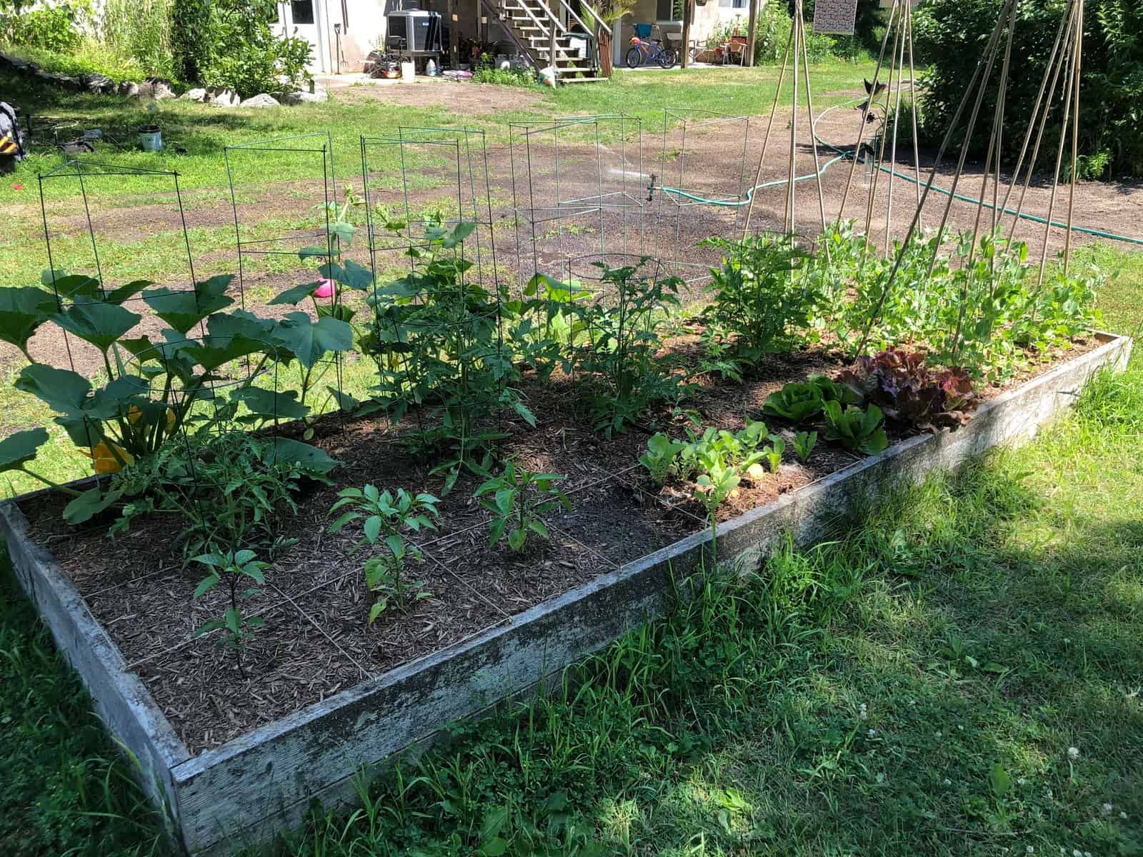 Why I Love Square Foot Gardening