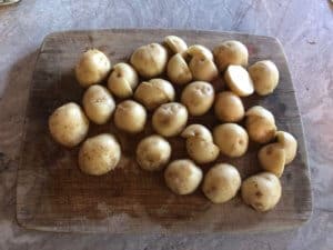 New potatoes for hodge Podge