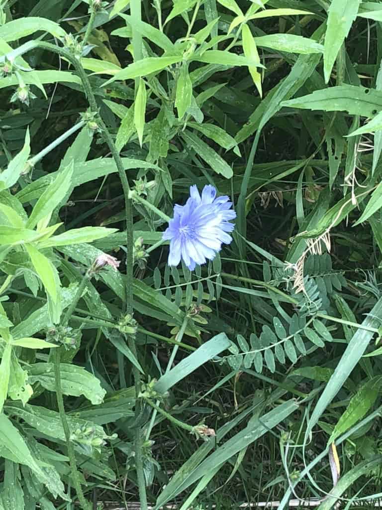 chickweed flower growing in lawn