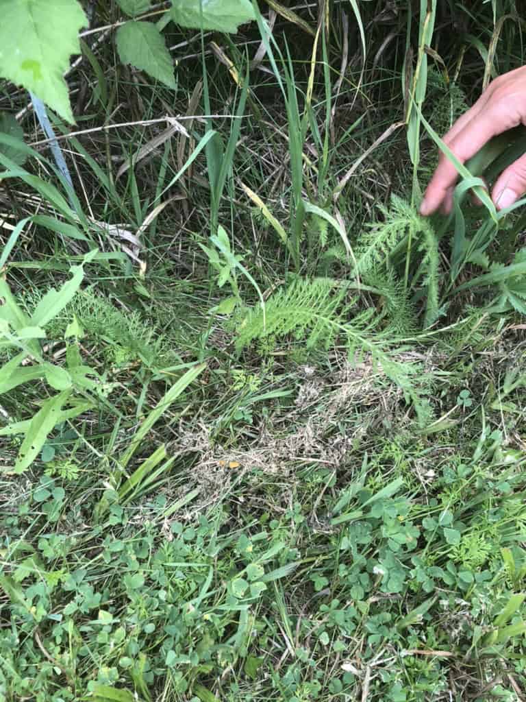 yarrow growing in lawn
