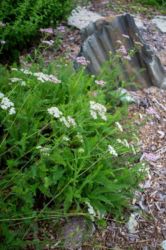yarrow plant next to a rock
