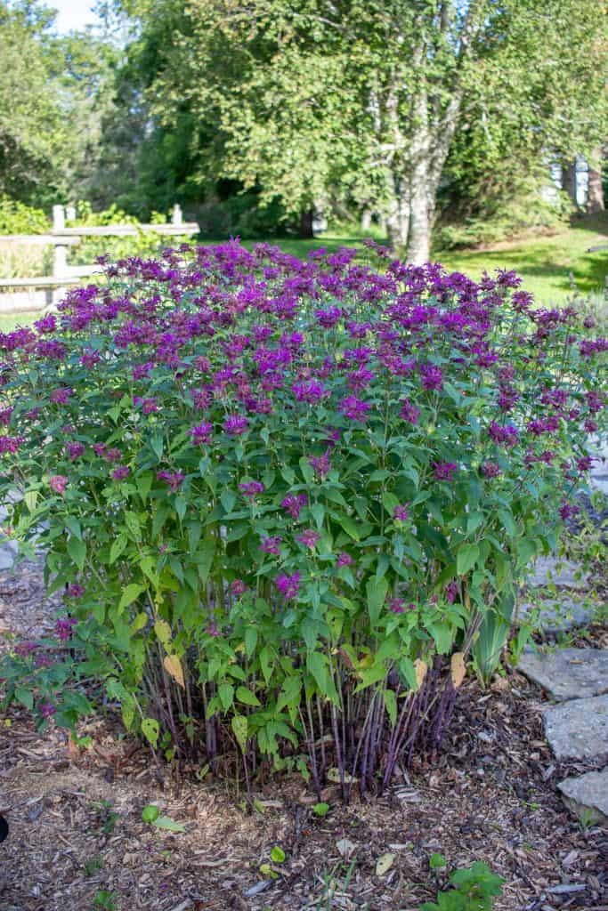 bee balm plant in an herb garden