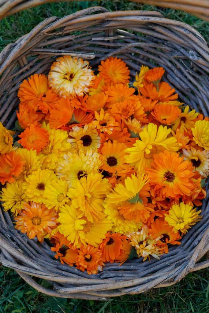 calendula flowers in a basket