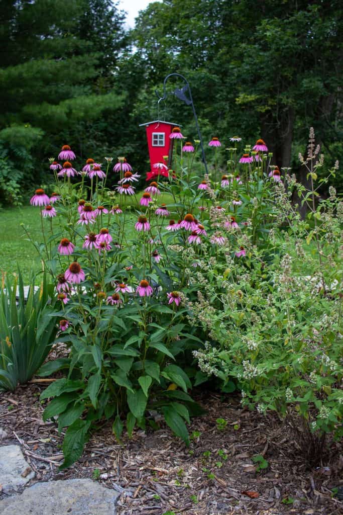 echinacea in a garden with a red bird feeder