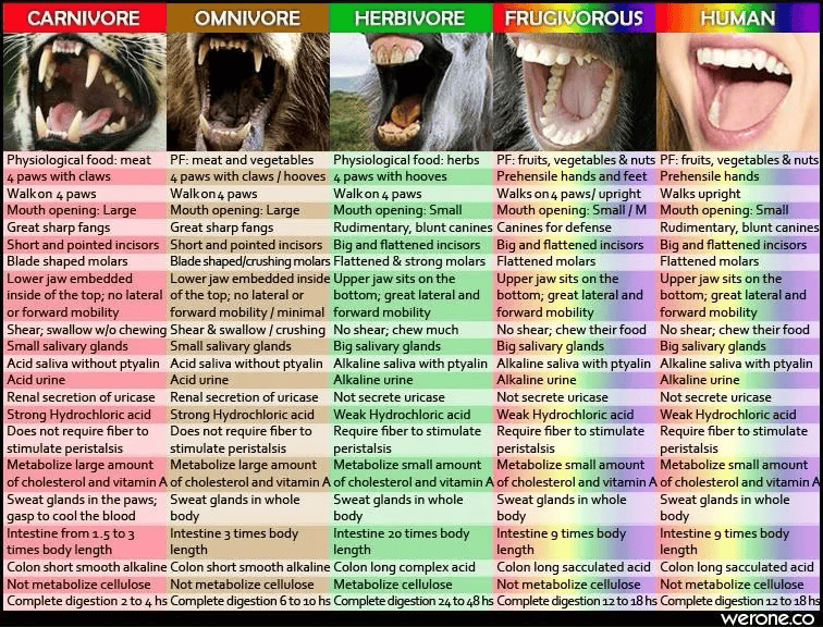 Graphic showing teeth of carnivores, omnivores, herbivores, frugivores, and humans