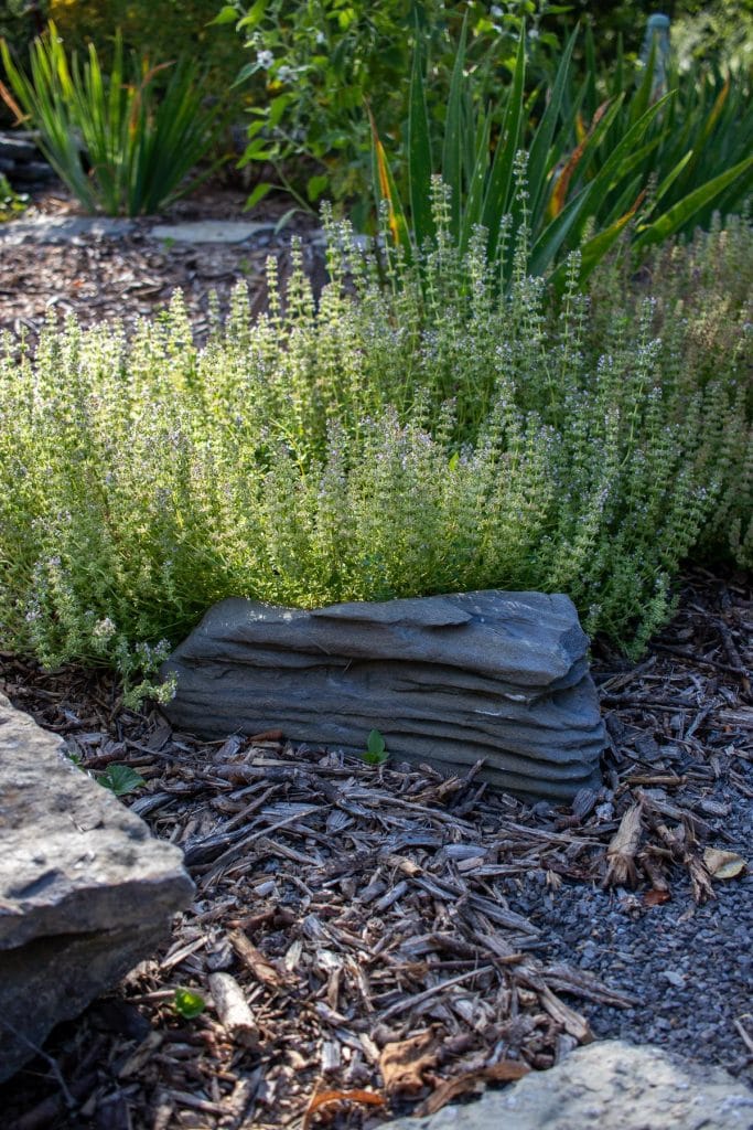 holy basil plant behind a rock