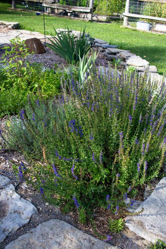 lavender plant in an herb garden
