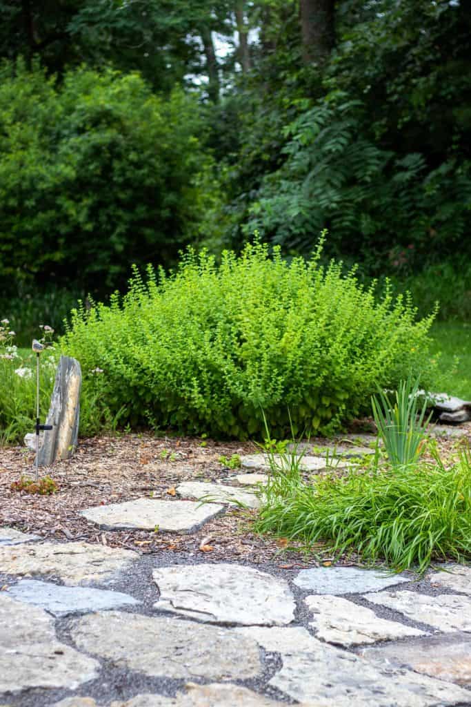 lemon balm plant in an herb garden