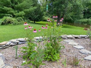 echinacea flowers in a medicine wheel garden