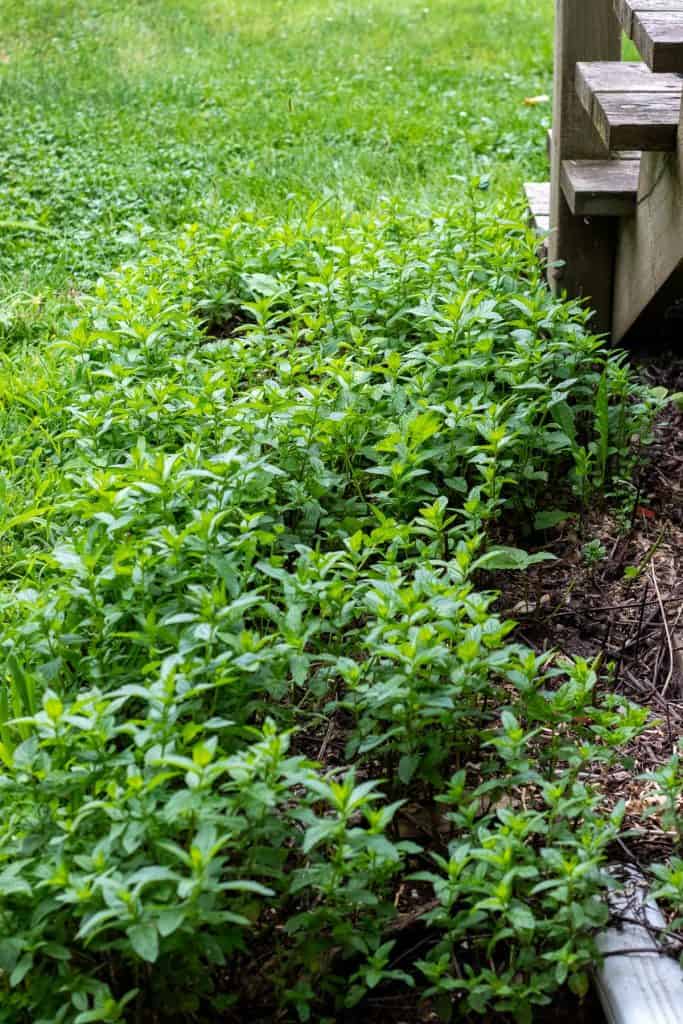 peppermint growing next to stairs