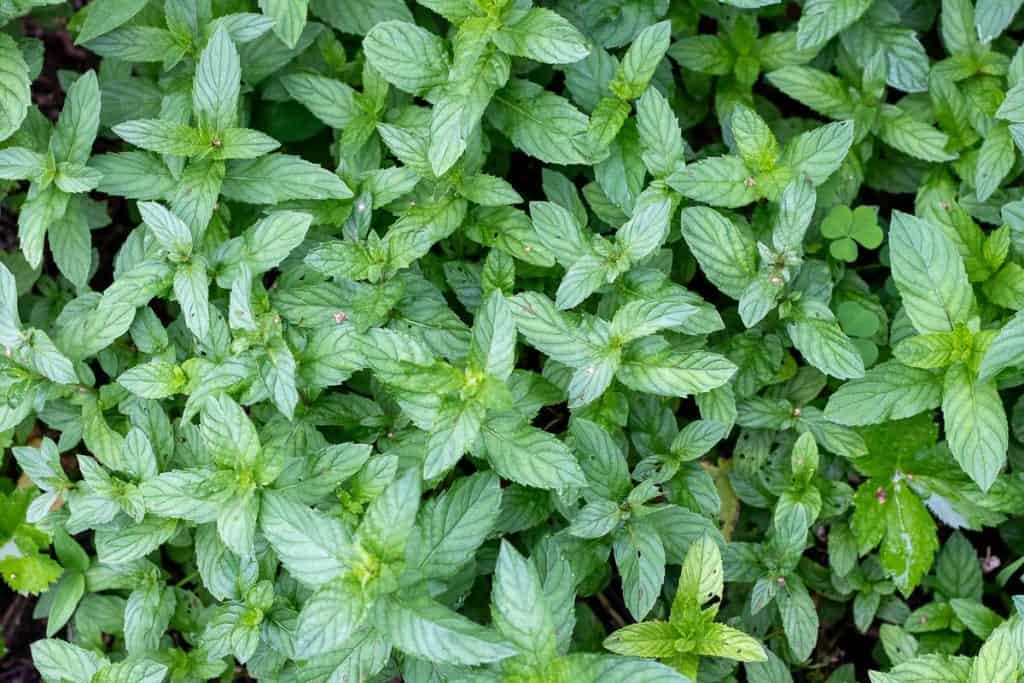 peppermint leaves