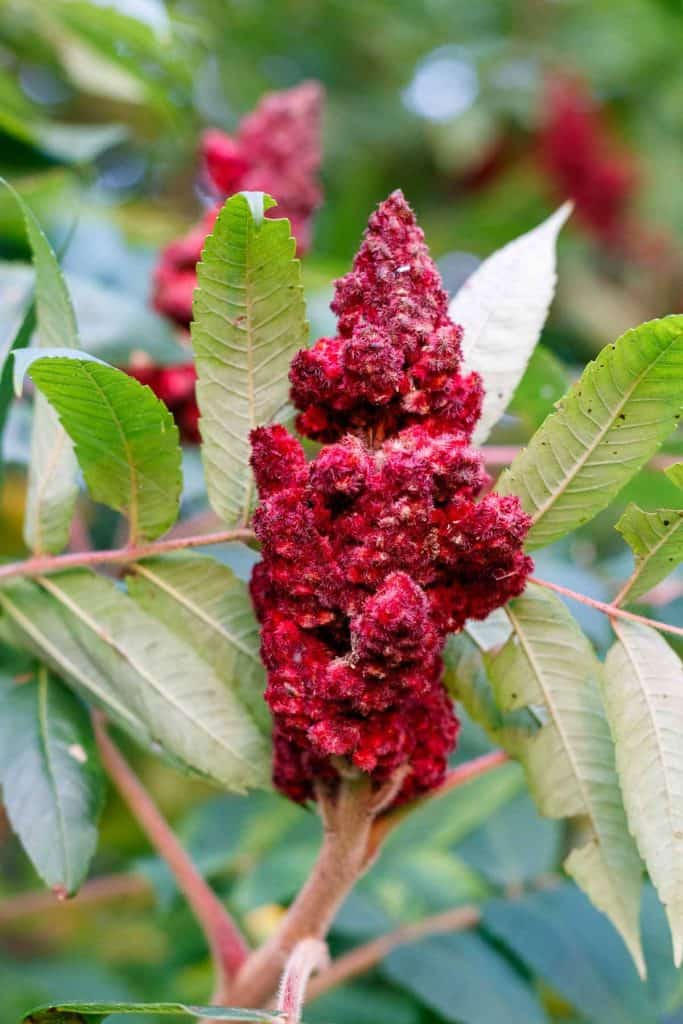 staghorn sumac berries
