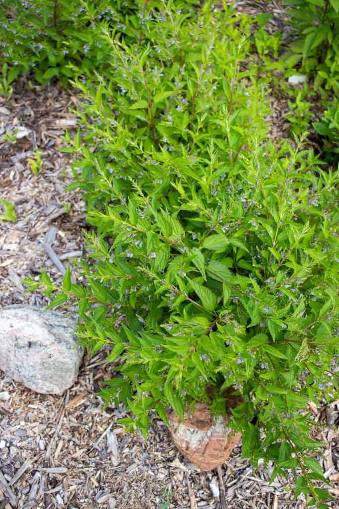 scullcap plant in an herb garden