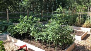 square foot garden with tomato plants grown vertically