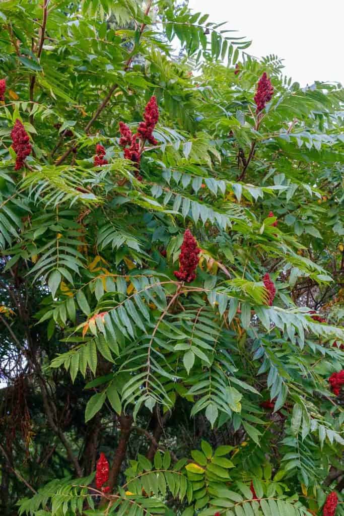 staghorn sumac