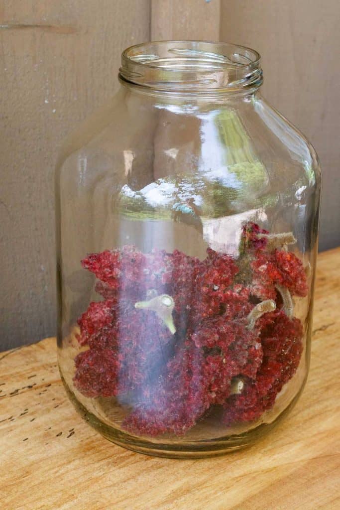sumac berry clusters in a large glass jar