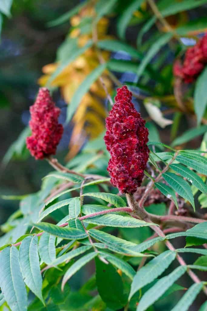 staghorn sumac drupes